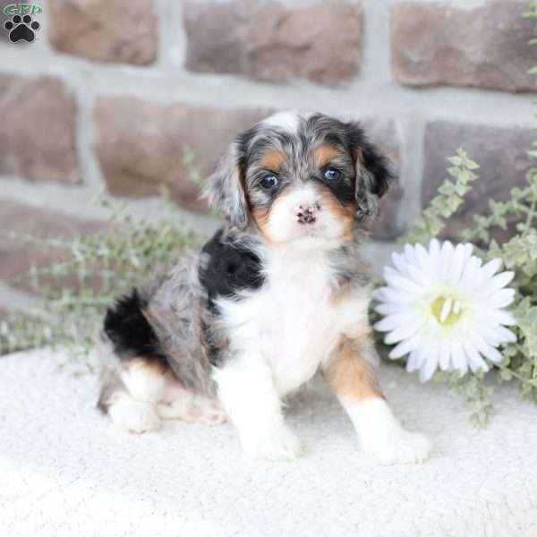 Bree, Cavapoo Puppy